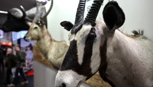 Trofea z ginących gatunków zwierząt w Polsce. Będzie ustawa zakazująca?