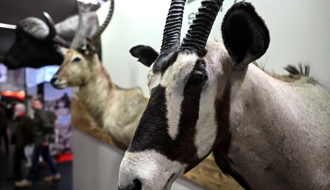 Sprowadzanie niektórych przedmiotów, które powstały po zabiciu zwierząt na polowaniach jest teraz możliwe, ale trzeba mieć na nie pozwolenie i dokumenty poświadczające.