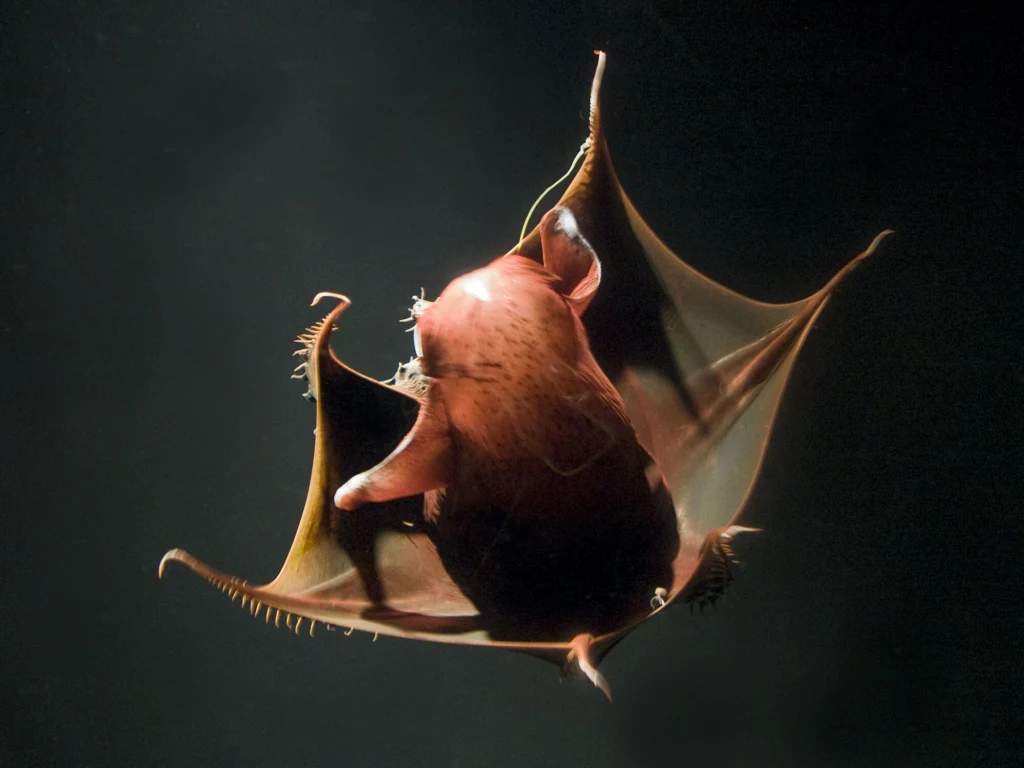 Ciemne tło uwydatnia wyjątkowo zbudowaną rybę głębinową o rozpostartych płetwach i ciele w odcieniach czerwieni, unoszącą się w wodzie z rozpiętymi błonami przypominającymi skrzydła.