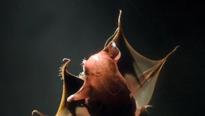 Krwiste oczy i mnóstwo zębów. Nareszcie wiemy, skąd wzięła się w głębinach