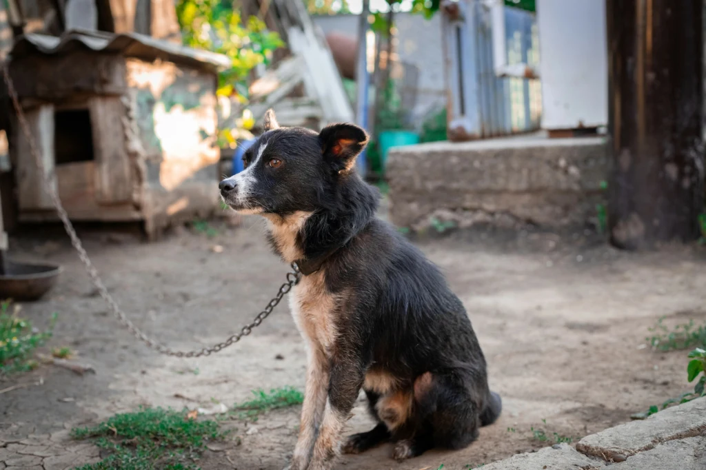 Czarny pies z białymi łatami siedzi przy budzie, uwiązany na krótkim łańcuchu. Wokół znajduje się zniszczone podwórko z widocznymi śladami zaniedbania. W tle fragmenty ogrodzenia, metalowa miska i rozbita buda dla psa.