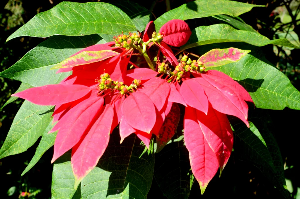 Czerwone liście i drobne żółte kwiaty poinsecji otoczone przez duże, zielone liście rośliny, intensywnie oświetlone światłem słonecznym.
