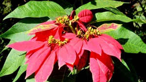 Gdzie poinsencja rośnie w naturze? Prawdziwe pochodzenie gwiazdy świąt