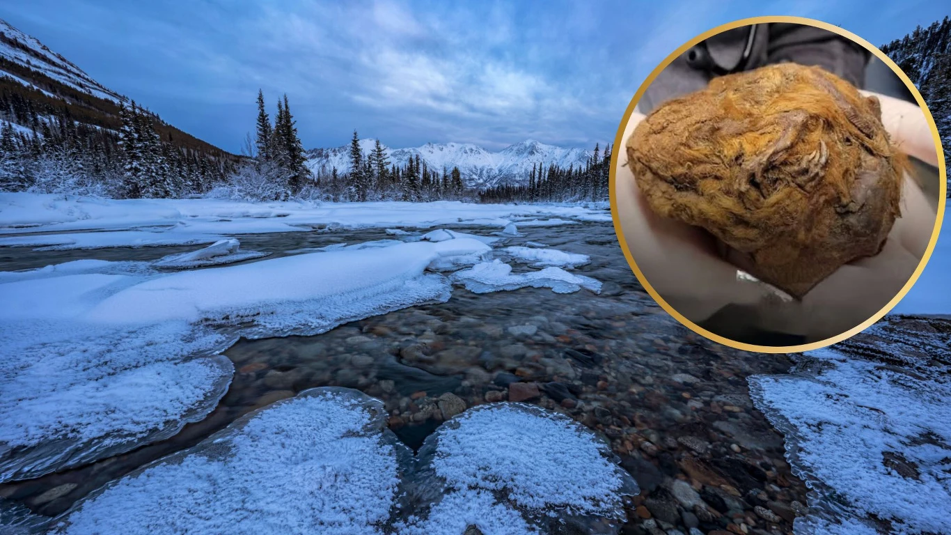 Resztki arktycznego susła znalezionego na Jukonie (za: Goverment of Yokon) Zimowy krajobraz przedstawiający zamarzniętą rzekę w górach z widocznymi taflami lodu i śniegiem, otoczoną drzewami iglastymi. W prawym górnym rogu znajduje się powiększenie fragmentu, na którym widoczne są ręce trzymające zamrożone szczątki zwierzęcia...