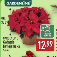 Вифлеємська зірка Gardenline