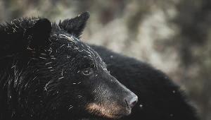 Coś ciągle ruszało się pod podłogą. Mężczyzna zamontował kamerę i zamarł