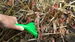 Innego przygotowania do zimy wymagają piwonie bylinowe czy Itoh niż te drzewiaste.