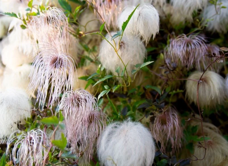 Powojnik tangucki (Clematis tangutica) jest ozdobny o każdej porze roku