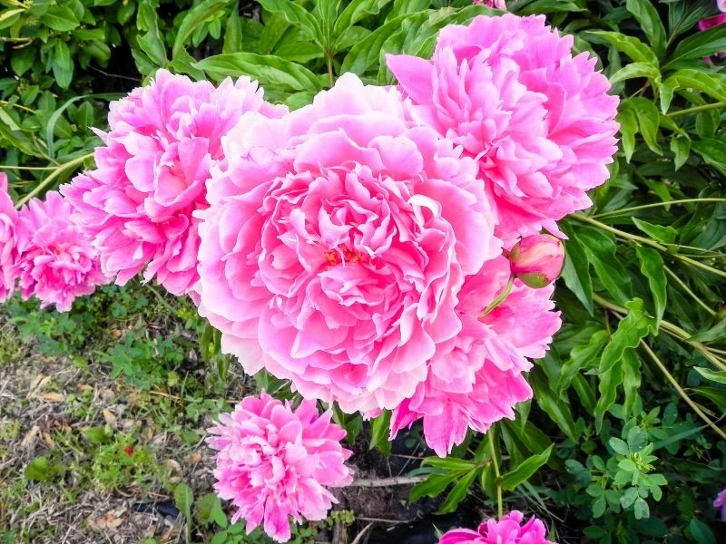 Dobrze zabezpieczona przed mrozem piwonia obficie kwitnie wiosną