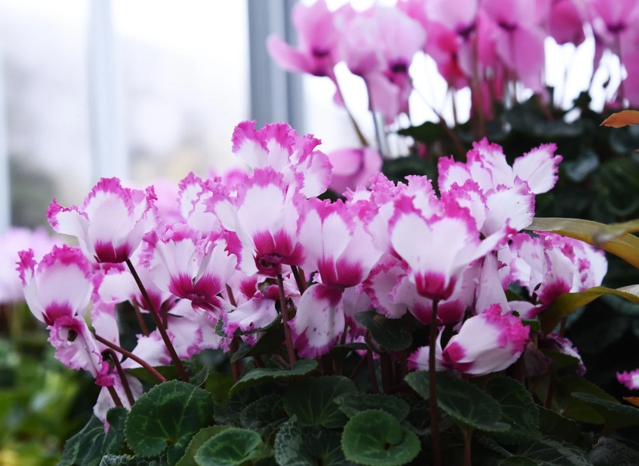 Cyklamen wymaga okresu spoczynku w letnich miesiącach, aby mógł ponownie zakwitnąć.