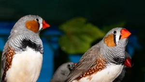 Jakie warunki trzeba zapewnić zeberkom w domu?