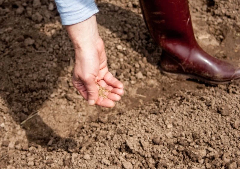 Warzywa do wczesnego zbioru niekiedy można posiać nawet w grudniu.