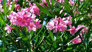 Jak przezimować oleandra, aby pięknie zakwitł w kolejnym sezonie?