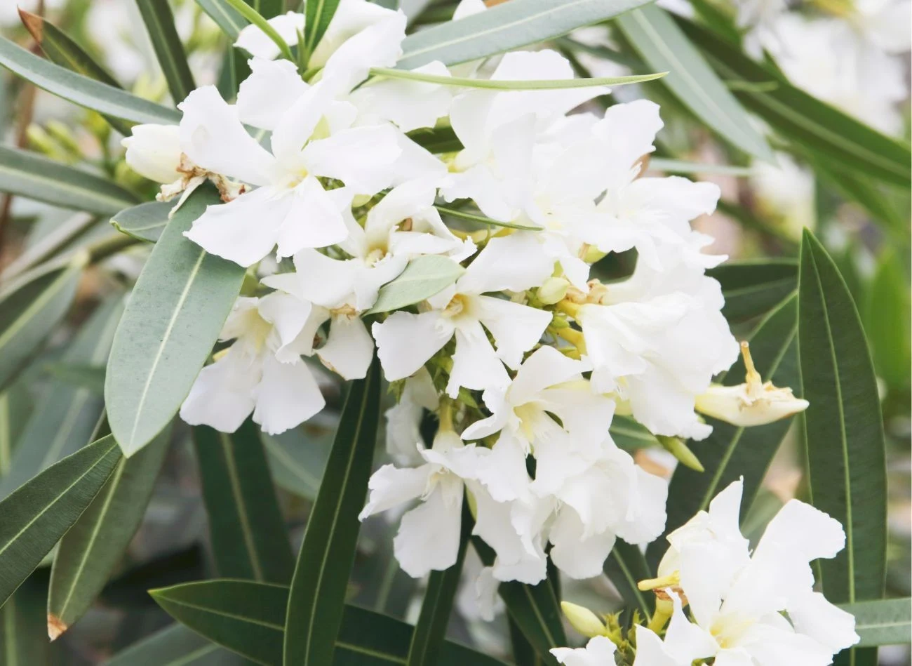 Właściwa pielęgnacja oleandra zimą jest warunkiem obfitego kwitnienia w kolejnym sezonie