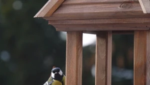 Czy dokarmianie ptaków może być niebezpieczne? Jak uniknąć zagrożenia?