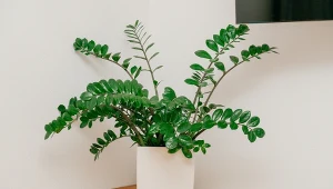 Zamiokulkas będzie gęsty od nowych liści. Wystarczy zastosować naturalny składnik z kuchni.