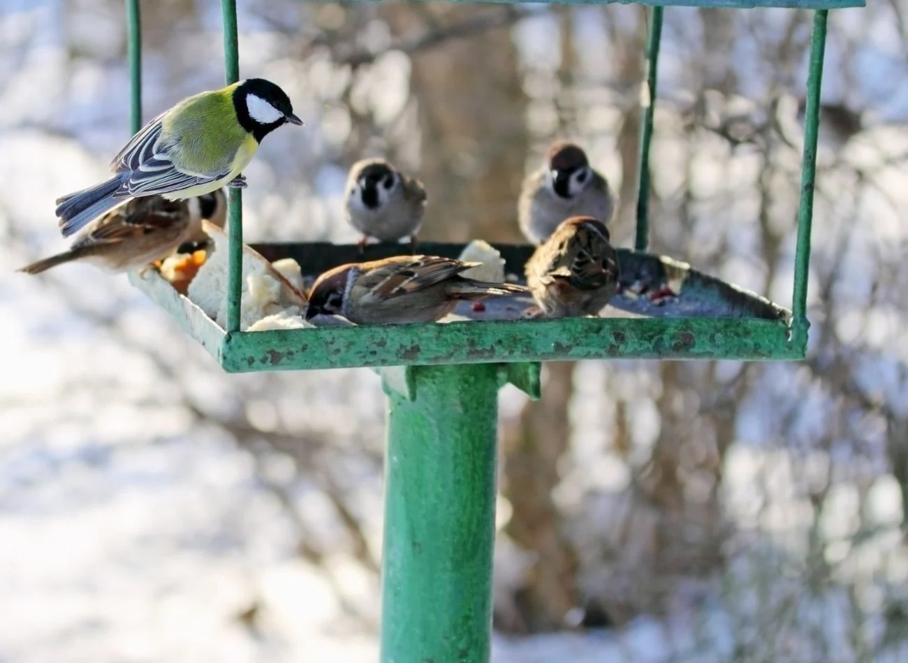 Otwarte karmniki szybko ulegają zanieczyszczeniu odchodami.