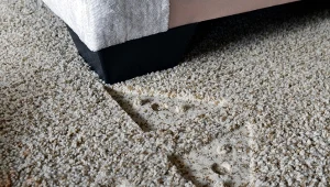 Jak pozbyć się wgnieceń od mebli z dywanu? Fot. quinntheislander/Canva Pro