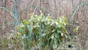 Rośliny kwasolubne, takie jak rododendron, świetnie reagują na ściółkowanie igliwiem.
