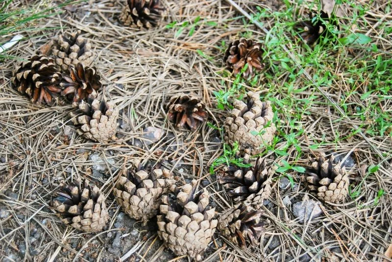 Jakie igliwie wykorzystać do ściółkowania