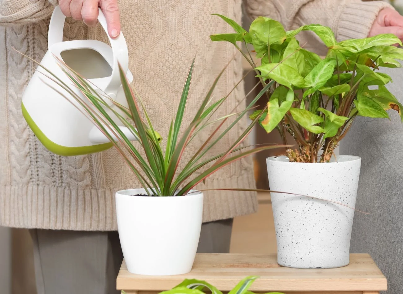 Pleśń pojawiająca się na powierzchni podłoża może być wynikiem np