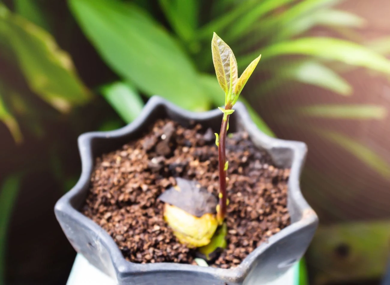 Po przesadzeniu awokado, gdy pojawią się już pierwsze listki, warto rozpocząć nawożenie azotem