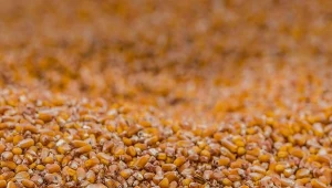 Czy nowe paliwo zrewolucjonizuje rynek grzewczy w Polsce?/Deccoria.pl