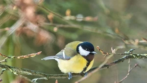 Zimową porą ptaki siedzą na drzewie i stroszą piórka. W ten sposób powiększają przestrzeń dla puchu.