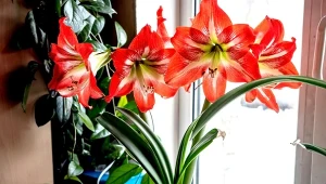 amarylis to spektakularnie kwitnący kwiat. Najpiękniej wygląda w grudniu.