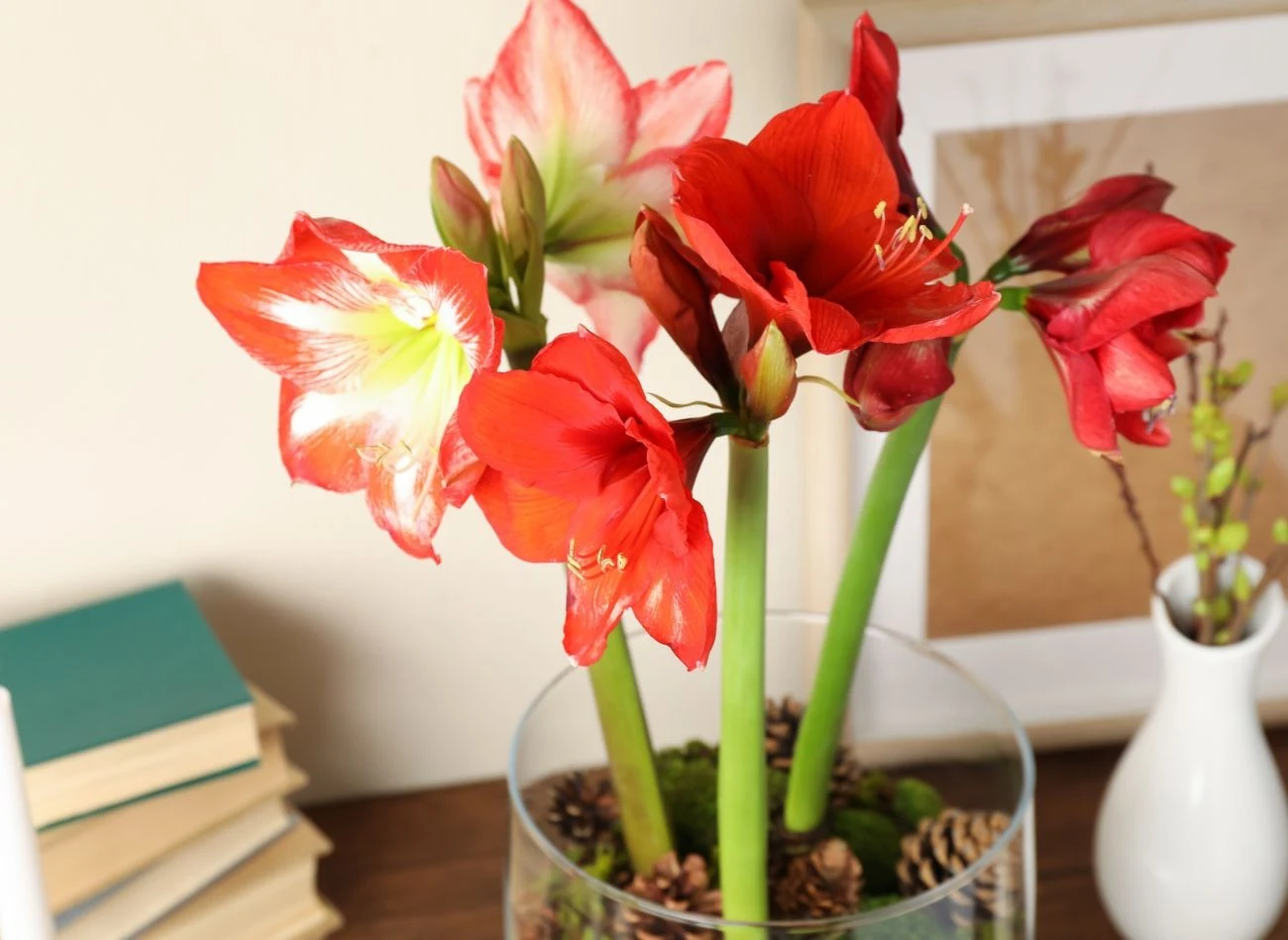 Podczas kwitnienia amarylis potrzebuje regularnego, ale niezbyt obfitego podlewania