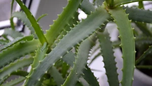 Nietrudno o błąd przy podlewaniu aloesu.