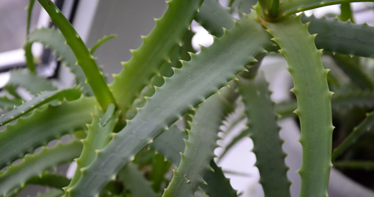 Jak czsto trzeba podlewa aloes? - Deccoria.pl