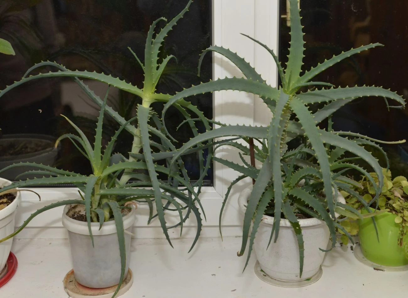 Dostosuj pielęgnację aloesu do pory roku.