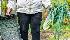 Jak prawidłowo przechowywać pory zimą? Poznaj kilka sprawdzonych sposobów.