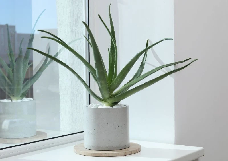 Odpowiednie podlewanie to klucz do utrzymania pięknego aloesu.