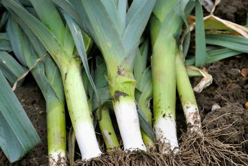 Nie wszystkie odmiany porów mogą zostać w gruncie na zimę.