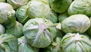 Kapusta przeznaczona do długiego przechowywania musi być odpowiednio dobrana.