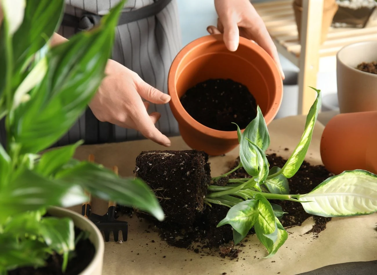 Niektórzy ogrodnicy umieszczają torebki po herbacie na dnie doniczek podczas przesadzania kwiatów.
