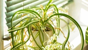 Jakie rośliny doniczkowe można rozmnażać zimą? Zielistka jest jedną z nich.