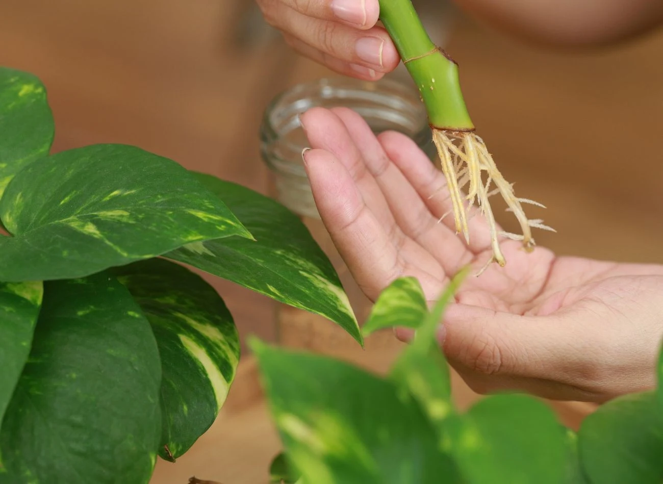 Nie wszystkie sadzonki potrzebują dodatku ukorzeniacza, aby wypuścić korzenie.