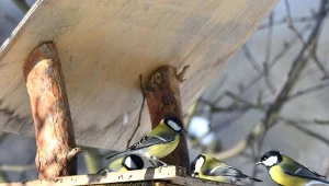 Dlaczego bogatki robią najwięcej zamieszania przy karmniku?