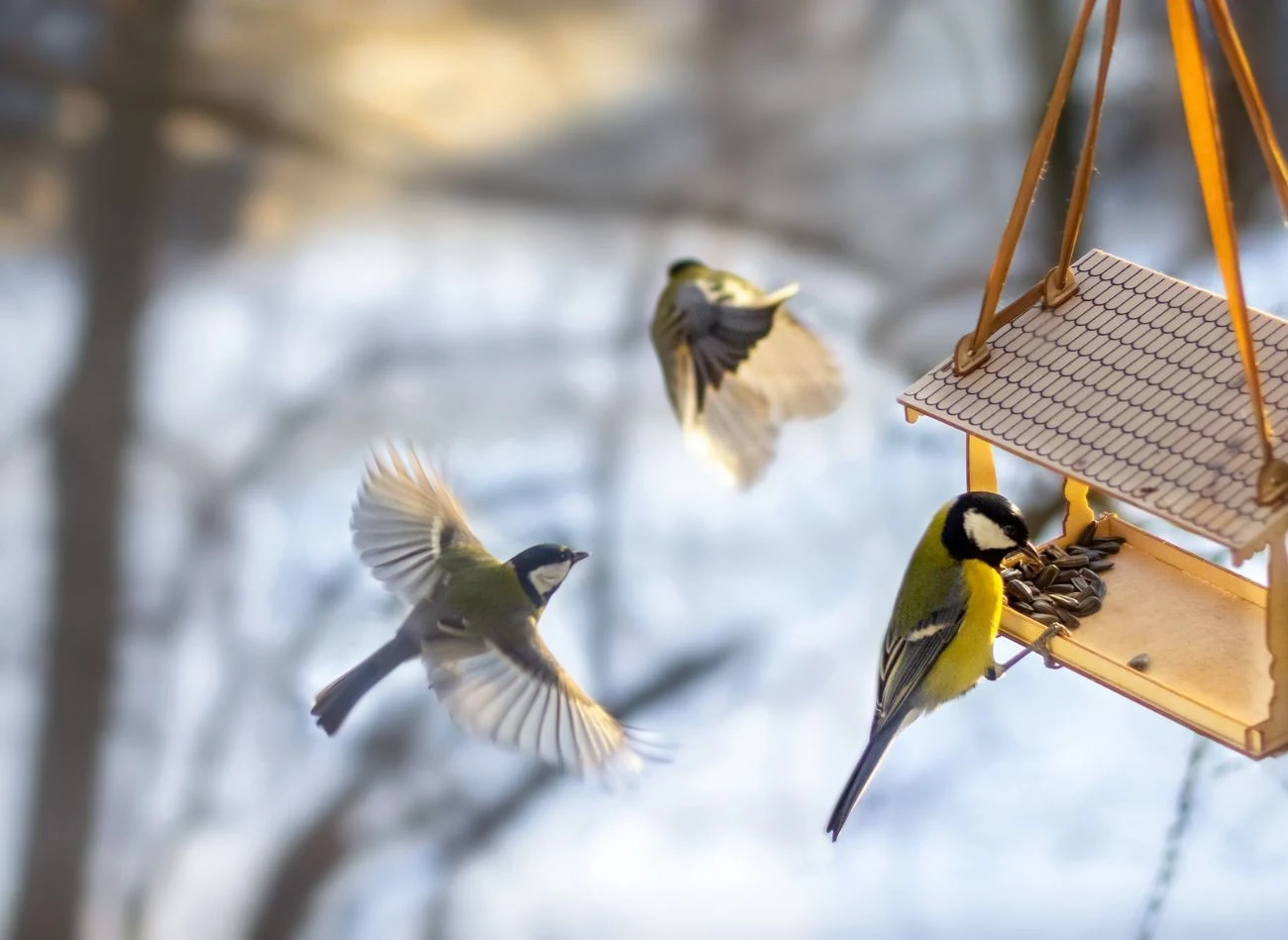 Bogatki są jednymi z najbardziej agresywnych gatunków ptaków w karmniku – modraszki często unikają ich dużych skupisk.