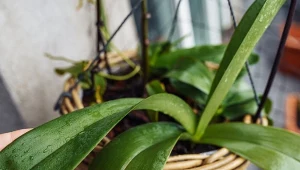 Zima to trudny czas dla delikatnych storczyków. Jak pobudzi je do wzrostu i sprawić, by znów pięknie wyglądały?