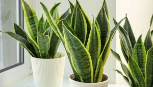 Dostosuj pielęgnację sansewierii do pory roku, a efekty cię zaskoczą. Fot. pixelshot/Canva Pro