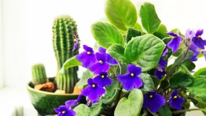 Dowiedz się, jak dbać o fiołka afrykańskiego zimą, by obsypał się kwiatami.