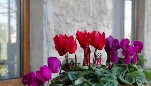 Cyklamen stracił formę? Tak wzmocnisz go w okresie jesienno-zimowym