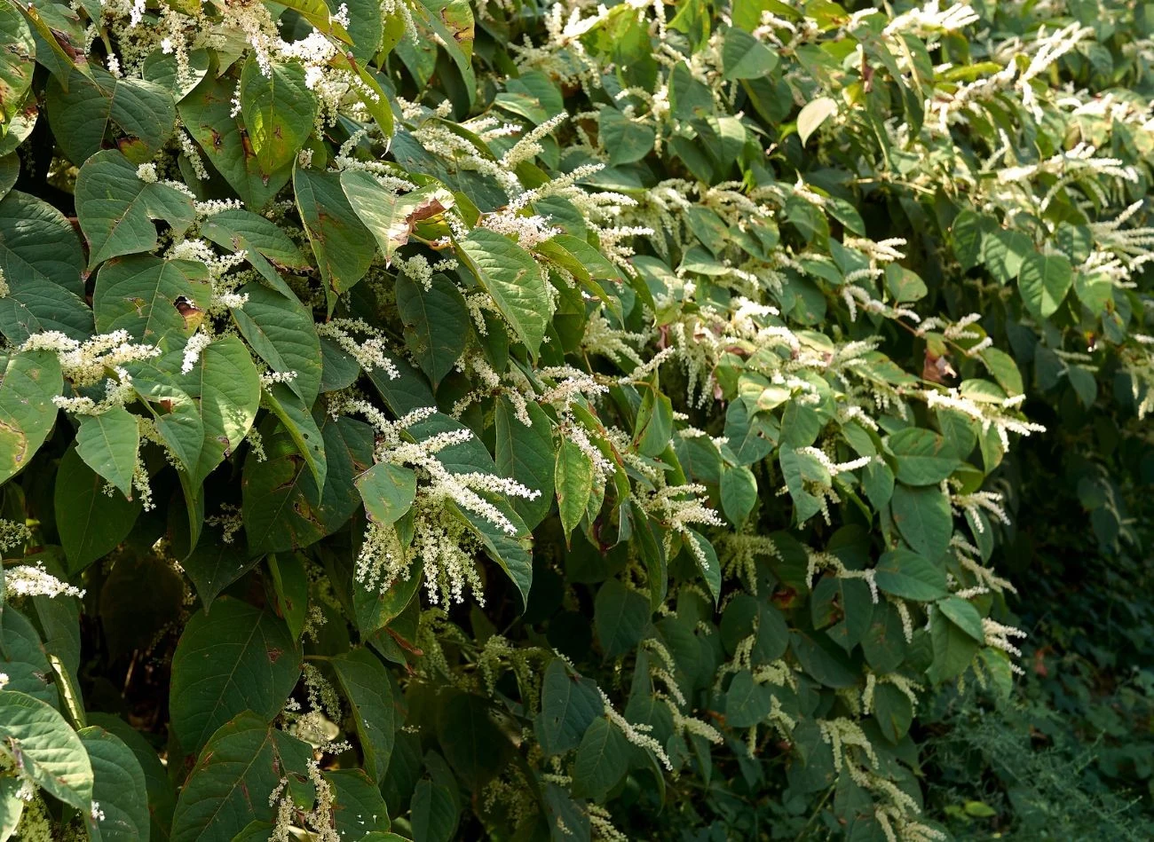 Od sierpnia 2025 roku rdestowce są uznawane na inwazyjny gatunek obcy, stwarzający zagrożenie dla całej UE. Na zdjęciu rdestowiec japoński (Reynoutria japonica).