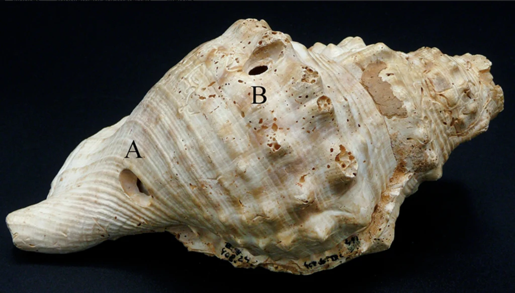 Duża muszla z wyraźnymi oznaczeniami literami A i B, wykonana w jasnych odcieniach beżu, na ciemnym tle. Na powierzchni widoczne są naturalne przebarwienia i otwory.