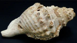 W Hiszpanii odkryto jedne z najstarszych instrumentów muzycznych świata
