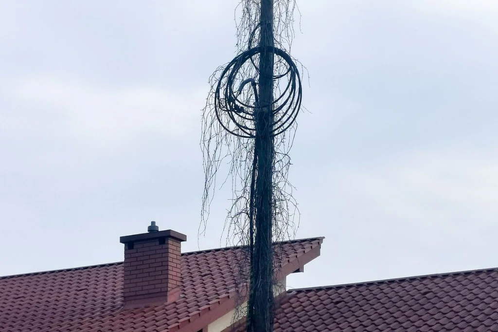 Ciemny, suchy pień drzewa z zaplątanymi suchymi gałęziami tworzącymi nieregularny okrąg na tle fragmentu dachu z czerwonej dachówki i komina.